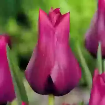 Merlot